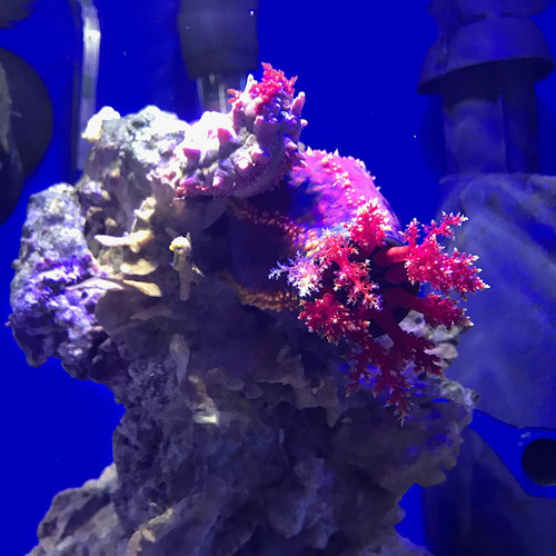 Prime aquarium water - prime,